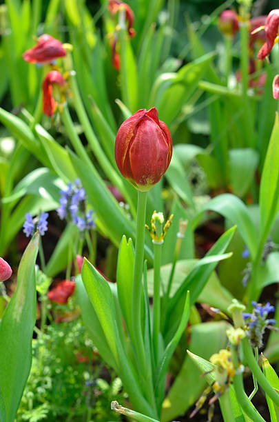 istock Field of many Red tulips 513801212