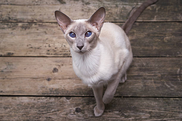 東洋の猫 - oriental ストックフォトと画像