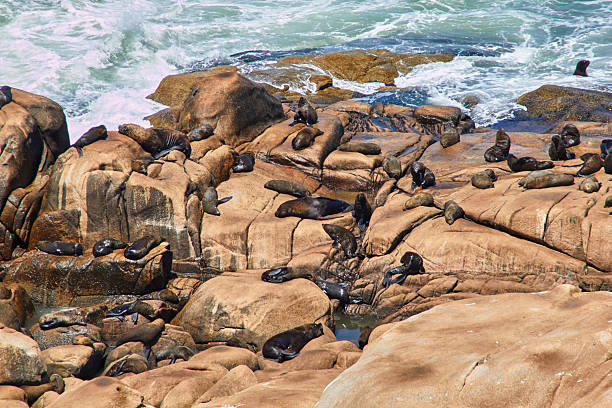 Sea lions on rocks Sea Life cabo polonio stock pictures, royalty-free photos & images