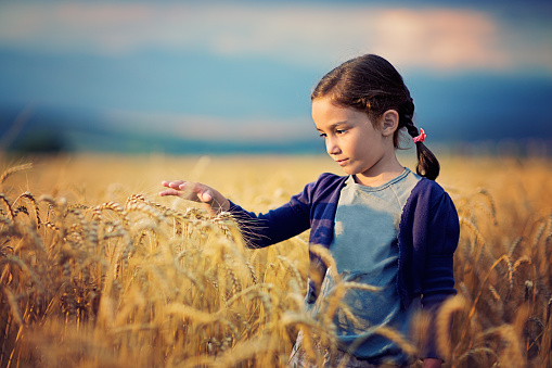 Small girls is caressing wheat class in the middle on the field of wheat
