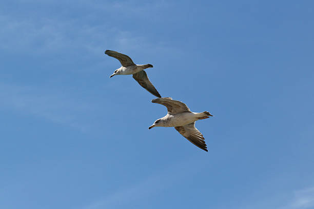 istock Couple of seagulls flying under the sun 513802430
