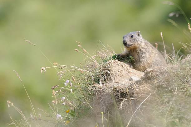 쥰느 마르못 à 라 돌격 du 테리어 - marmot switzerland graubunden canton arosa 뉴스 사진 이미지