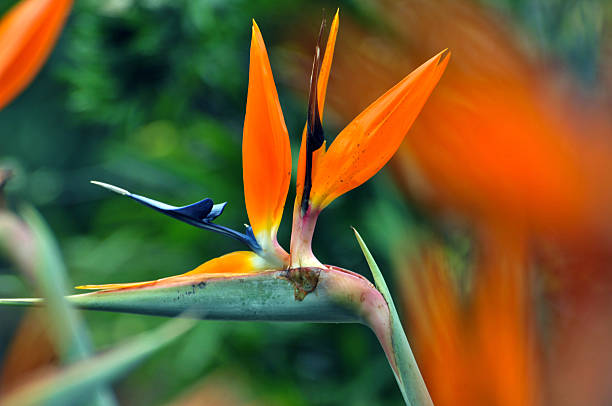 istock The bird of paradise flower 513804152