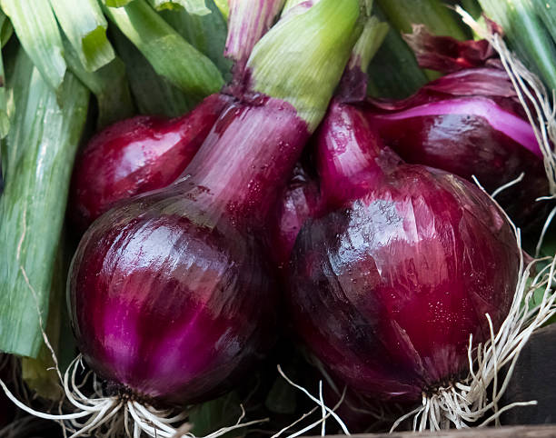 Red Onions from a Farmers Market A bunch of organic red onions in a stall at the Bronxville, New York Farmers Market bronxville photos stock pictures, royalty-free photos & images
