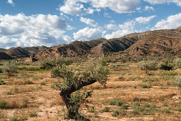 istock Landscape in Spain at summer 513804648