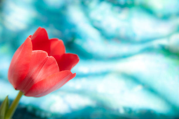 istock Flowers.  One red, spring season tulip blossom. 513805234