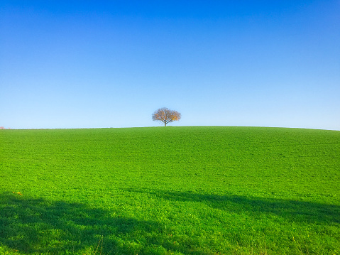 Baum und de Feld Zwischen Himmel photo