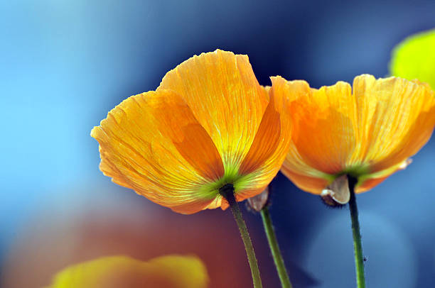 mohn blüte blumen - landscape nature poppy field stock-fotos und bilder