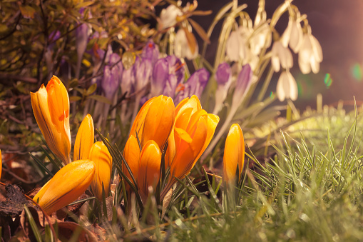 Spring flowers crocus and snowdrop in evening sunlight with lens flare