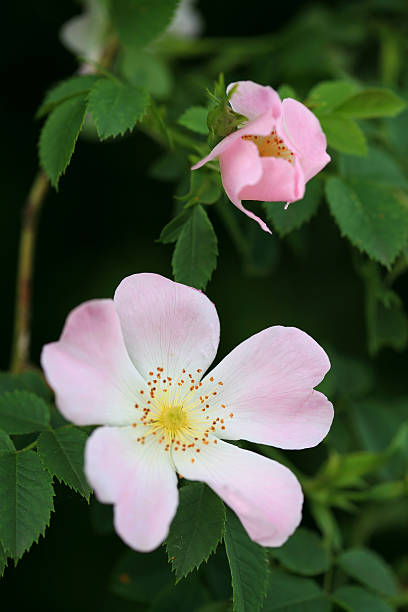 istock Pink Rosa canina or Dog rose 513806354