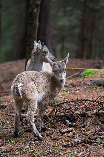 istock Group of baby alpine ibex 513806724