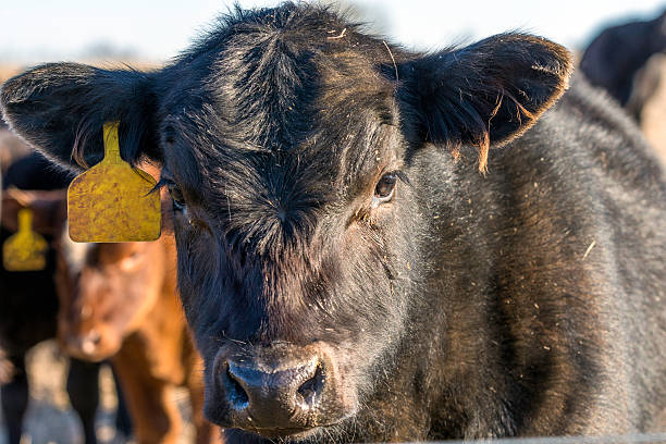istock Angus crossbred calf close up 513807506