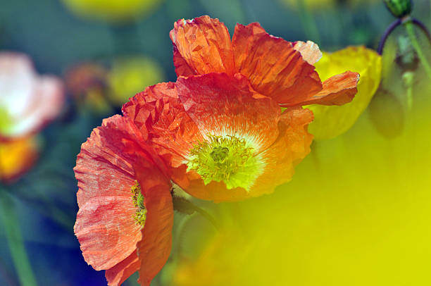 istock Blossom poppy flowers 513807860