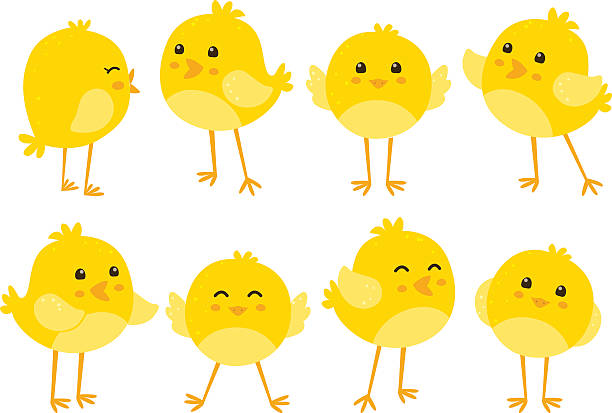 ilustraciones, imágenes clip art, dibujos animados e iconos de stock de conjunto de dibujos animados lindo gallinas - young bird illustrations