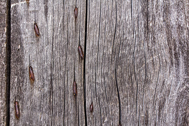 istock Texture of old wood, Vintage, background 513808820