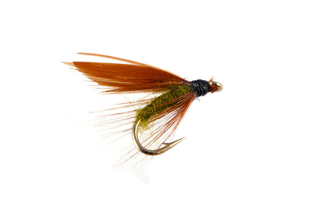 istock Flies used when fly fishing. 513809154