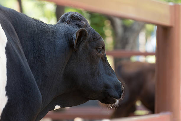 istock Cow in a farmland. - (Selective focus) 513810062
