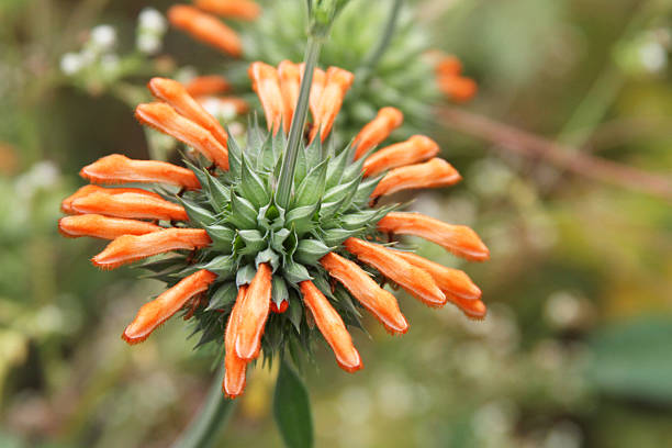 istock Orange Bee Balm Flower Full Bloom 513810118
