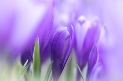 Beautiful and creative composition of a group of purple crocus flowera with selective focus and diffused background in spring.
