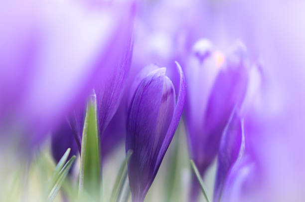 crocus flores com dof raso de campo na primavera nos eua. - single flower flower crocus spring - fotografias e filmes do acervo