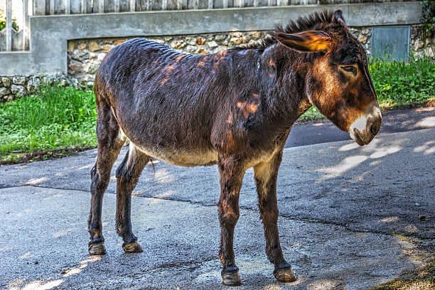 âne sur une route de campagne - mule animal profile animal head photos et images de collection