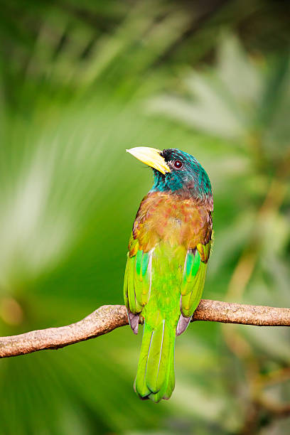 istock Exotic colorful bird sitting on a branch 513813142