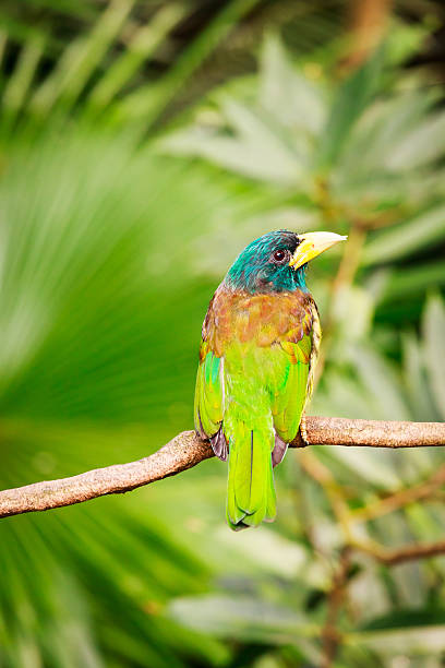 istock Exotic colorful bird sitting on a branch 513813588