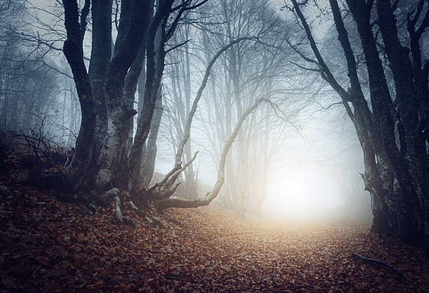 istock Scary mysterious forest in fog in autumn. Magic trees 513814062