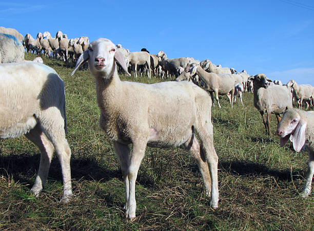 istock lamb with many sheep grazing in the meadow 513814332