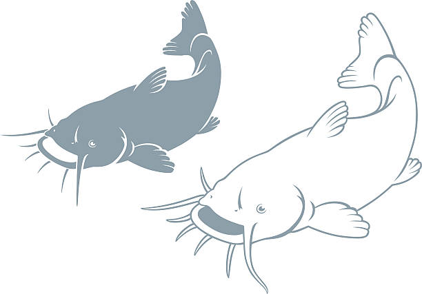 fish catfish The figure shows a fish catfish catfish stock illustrations