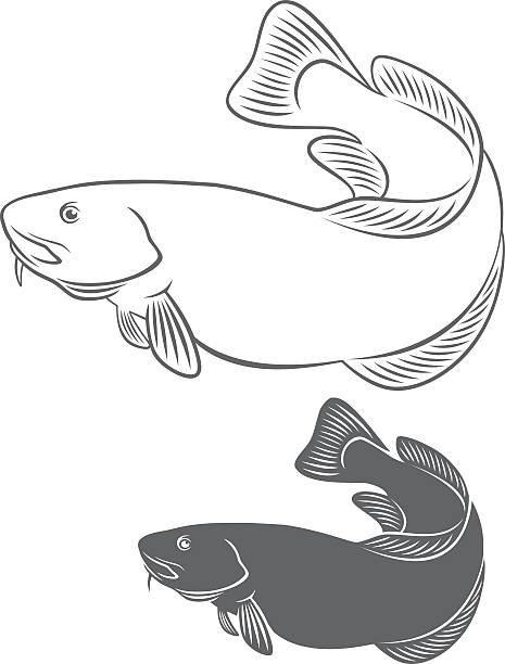 Lingcod Fish Drawing 50+ Ling Fish Illustrations, Royalty-Free Vector Graphics & Clip Art ...