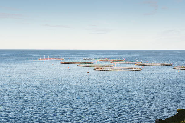 istock Salmon farm on the Faroe Islands 513814656