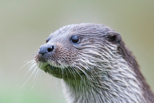 Eurasian otter (Lutra lutra) sitting in a hollow under a rock.