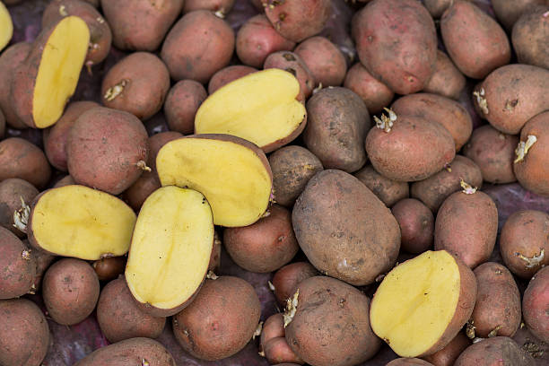 istock organic potatoes in the field 513815864