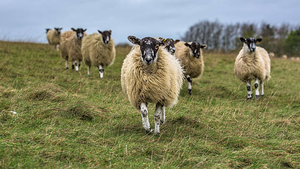 istock English sheep running down a hill towards the camera 513818134