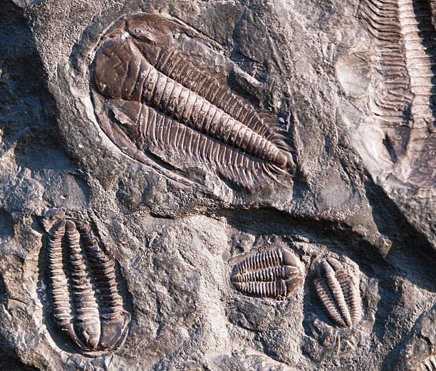 istock Fossiled trelobite from Czech republic 513818990