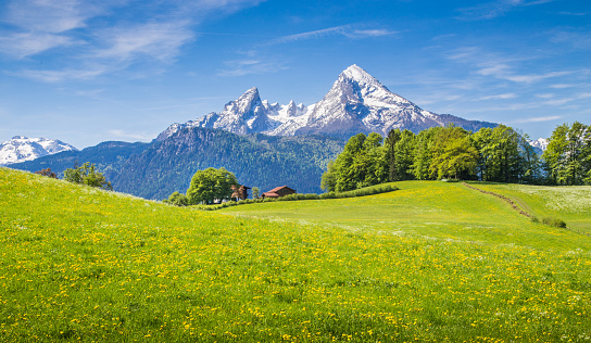 Idyllic landscape in the Alps with fresh green meadows and blooming flowers and snow-capped mountain tops in the background.