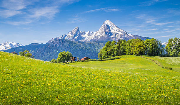 Idyllic landscape in the Alps with green meadows and flowers Idyllic landscape in the Alps with fresh green meadows and blooming flowers and snow-capped mountain tops in the background. bavarian alps photos stock pictures, royalty-free photos & images