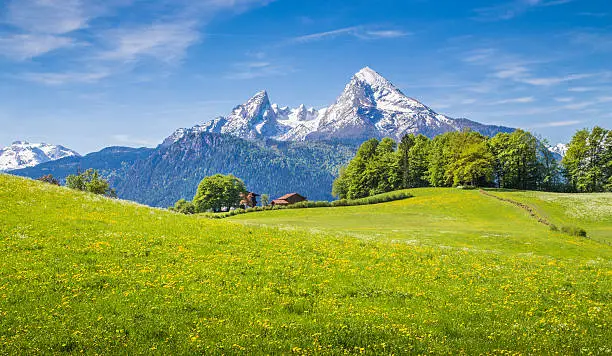 Photo of Idyllic landscape in the Alps with green meadows and flowers