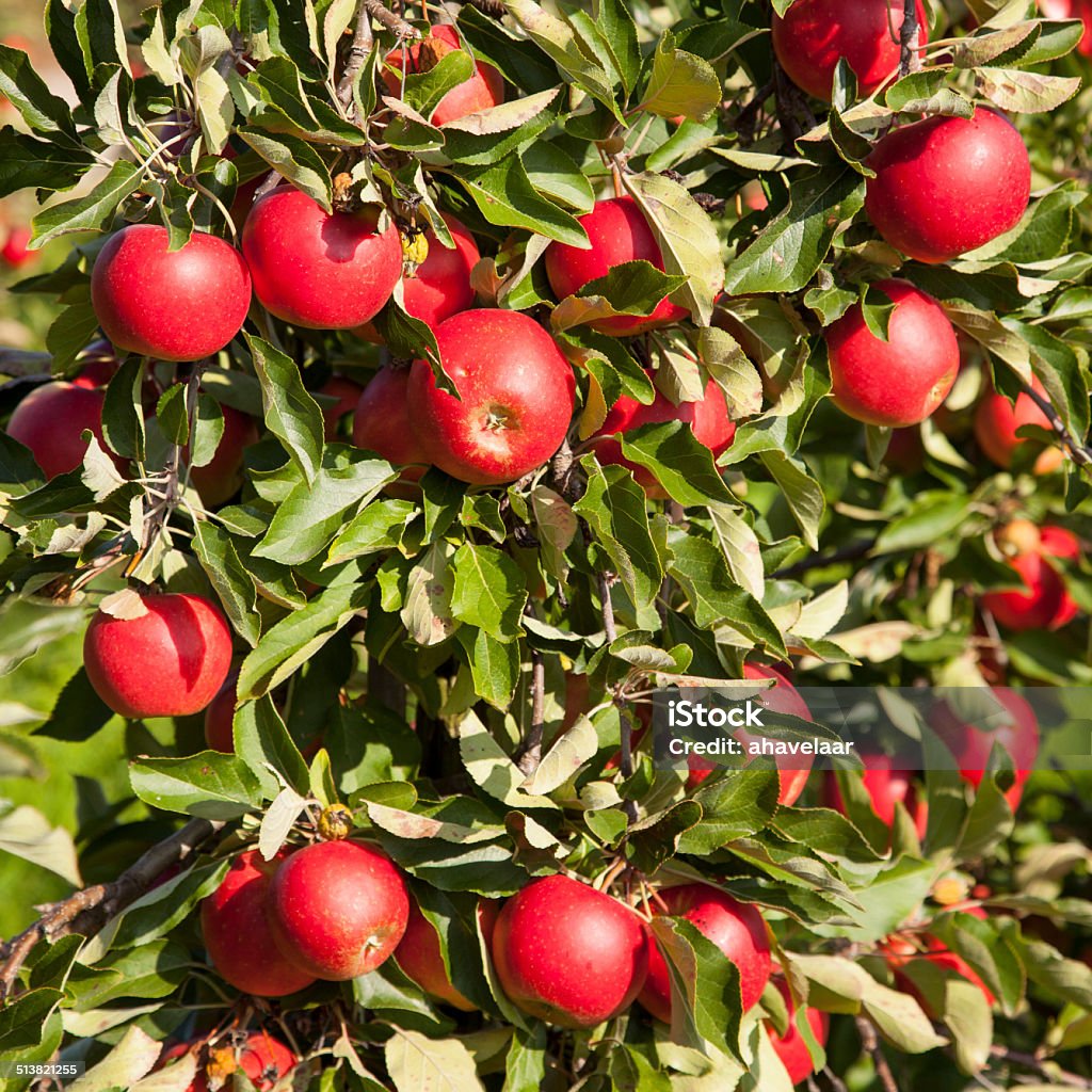 tree full of red ripe apples tree full of ripe red apples in closeup Abundance Stock Photo