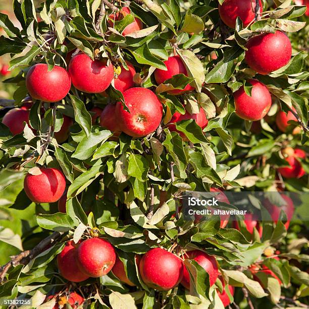 Tree Full Of Red Ripe Apples Stock Photo - Download Image Now - Abundance, Agriculture, Apple - Fruit