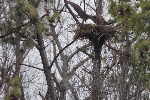 This Bald Eagle had return to the nest to a waiting mate that was waiting to switch the setting on the eggs.