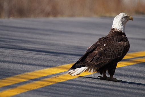 This Bald Eagle was Setting in the Middle of road walking toward road kill for a meal. 