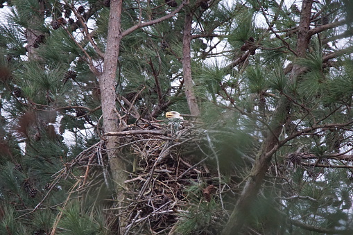 Bald Eagle nesting in a pine tree.