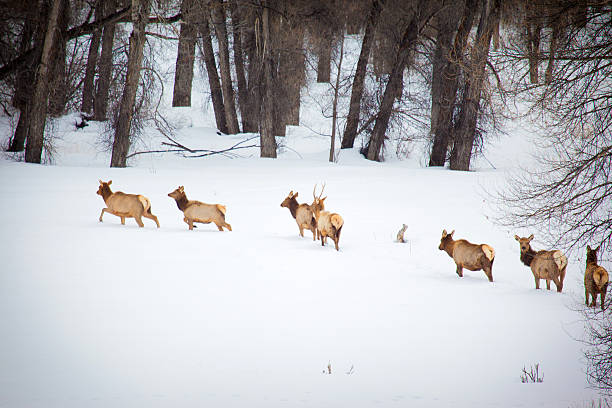 istock North American Western Colorado Mountains Elk Herd 513821686
