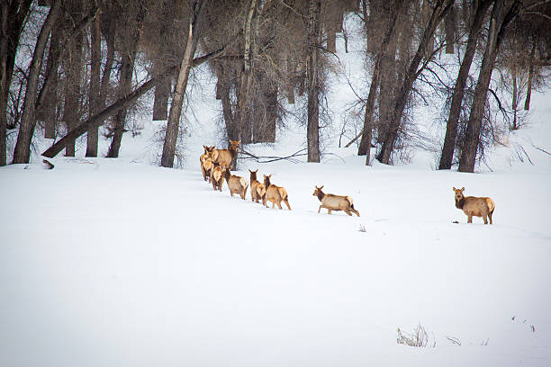 istock North American Western Colorado Mountains Elk Herd 513821698