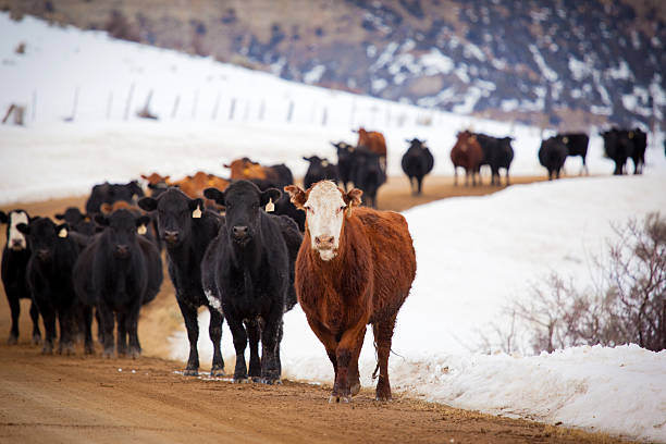 bovinos invernada em western colorado em pé na estrada em terra batida - herford imagens e fotografias de stock