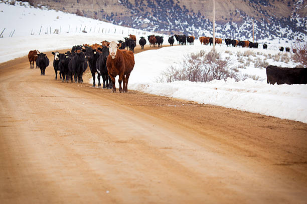 bovinos invernada em western colorado em pé na estrada em terra batida - herford imagens e fotografias de stock