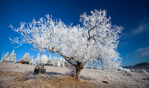 istock Hoarfrost covered winter landscape 513822074