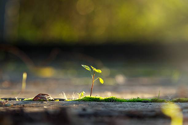 istock Small plant in the sunlight 513822124